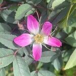 Rosa glauca Λουλούδι