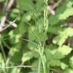 Poa trivialis Квітка