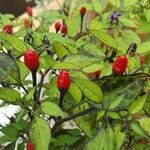 Capsicum frutescens Фрукт