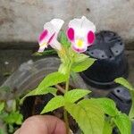 Torenia fournieri Flower