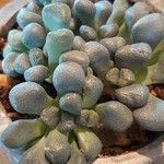 Aloinopsis schooneesii 葉