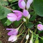 Colchicum speciosum Blüte