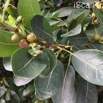 Ficus craterostoma Fruto