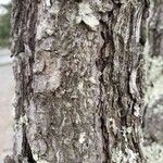 Pinus thunbergii Bark