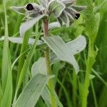 Nonea vesicaria Hàbitat