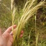 Eragrostis barrelieri Fruit