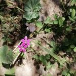 Dianthus diffusus Flower