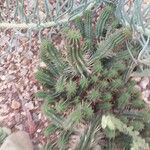 Euphorbia mammillaris Leaf