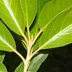 Styrax argenteus Leaf