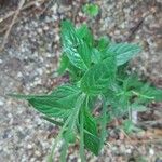 Epilobium roseum Leaf