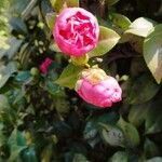 Camellia sasanquaBlüte