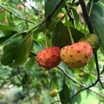 Cornus kousa Фрукт