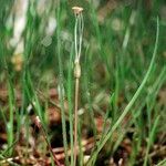 Littorella uniflora Habit