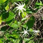 Jasminum adenophyllum
