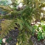 Dryopteris expansa List