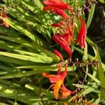 Crocosmia x crocosmiiflora Flor