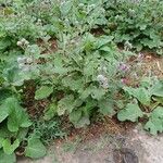 Arctium tomentosum Fuelha