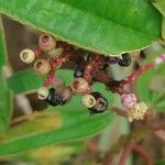 Miconia ciliata Fruto