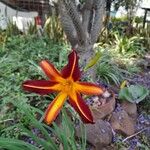 Hemerocallis minorFlower