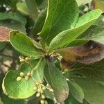 Ehretia amoena Fruto