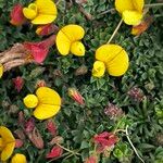 Lotus alpinus Flower