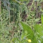Oenothera biennis Floro