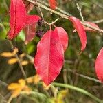 Aronia × prunifolia Yaprak