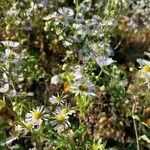 Erigeron annuus Habit