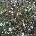 Petrorhagia saxifraga Habit