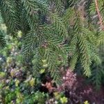 Picea orientalis Liść