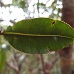 Calophyllum tacamahaca Leaf