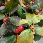 Gaultheria procumbensLevél