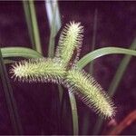 Carex comosa 花