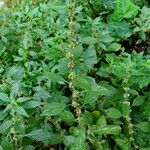 Amaranthus graecizans