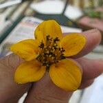 Sclerocarpus divaricatus Flor