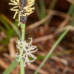 Carex panicea Blüte