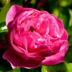 Rosa lucieae 花