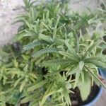 Lavandula dentata Листок