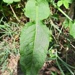 Rumex pulcher Leaf