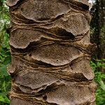 Elaeis guineensis Bark