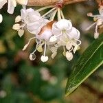 Osmanthus heterophyllus Цветок