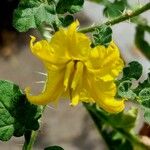 Solanum rostratum Blüte