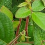 Desmodium intortum Rinde
