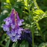 Vicia dasycarpa Кветка