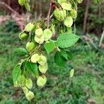 Ulmus laevis 果實