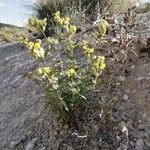 Helianthemum squamatum Hábito