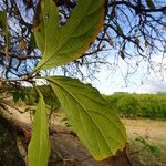 Cordia collococca Лист