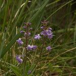 Veronica officinalis Blomst