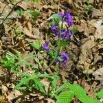 Delphinium tricorne 整株植物