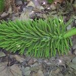 Gunnera manicata